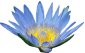 Lotus Bleu